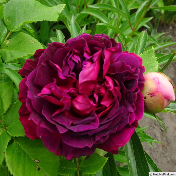 'Alfred Colomb (hybrid perpetual, Lacharme, 1865)' rose, click to enlarge 'Alfred Colomb (hybrid perpetual, Lacharme, 1865)' rose photo
