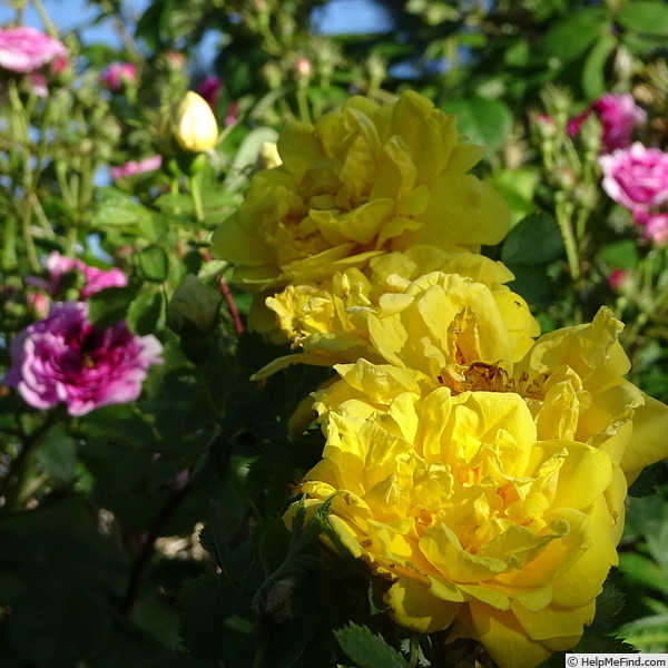 '<i>Rosa foetida</i> 'Persian Yellow'' rose photo