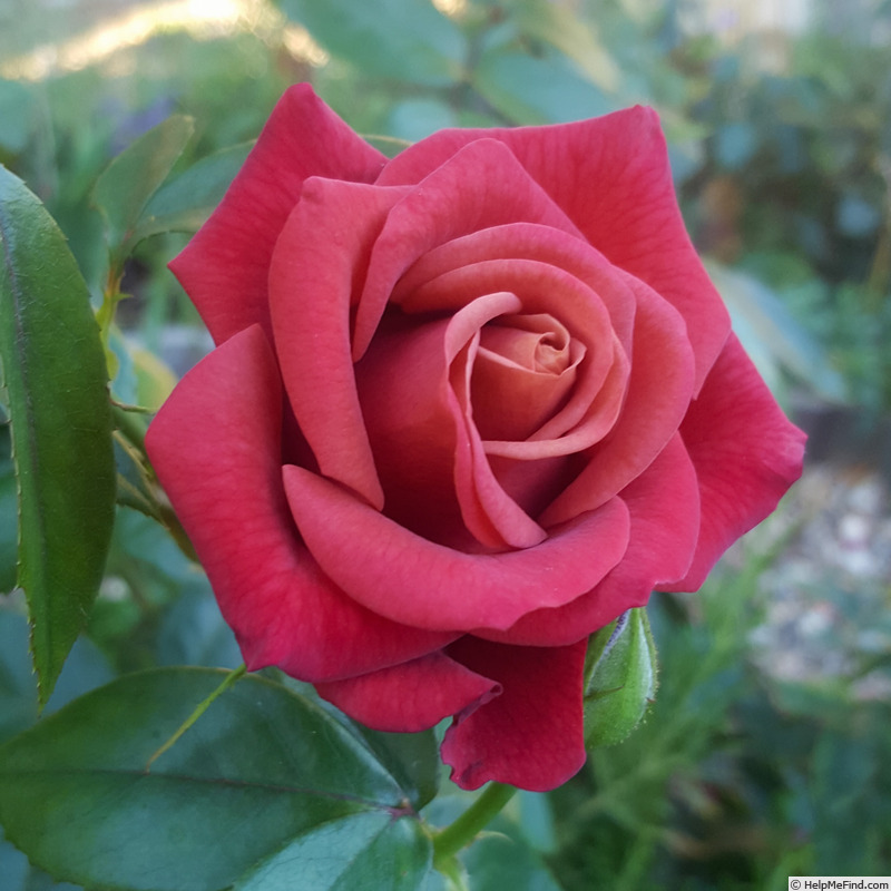 'Special Birthday' rose photo