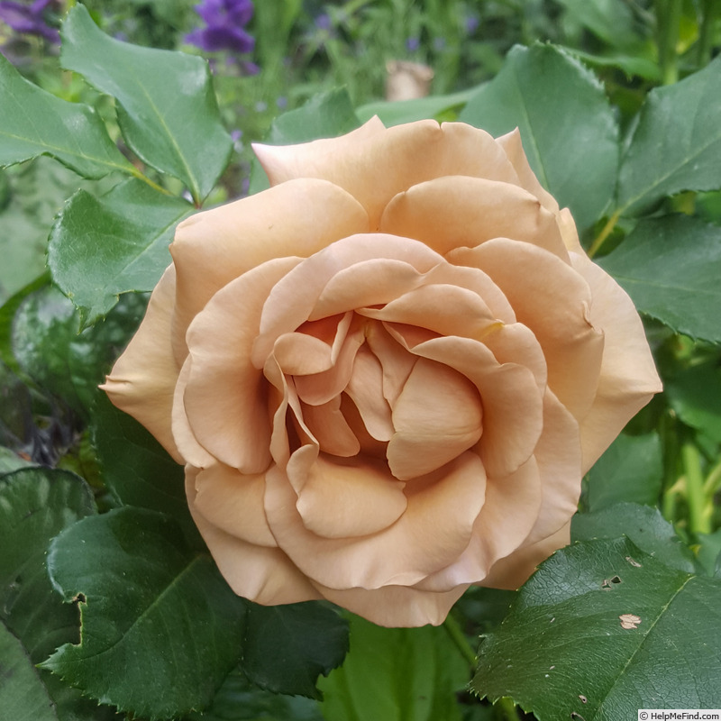 'Koko Loco (floribunda, Bedard, 2010)' rose photo