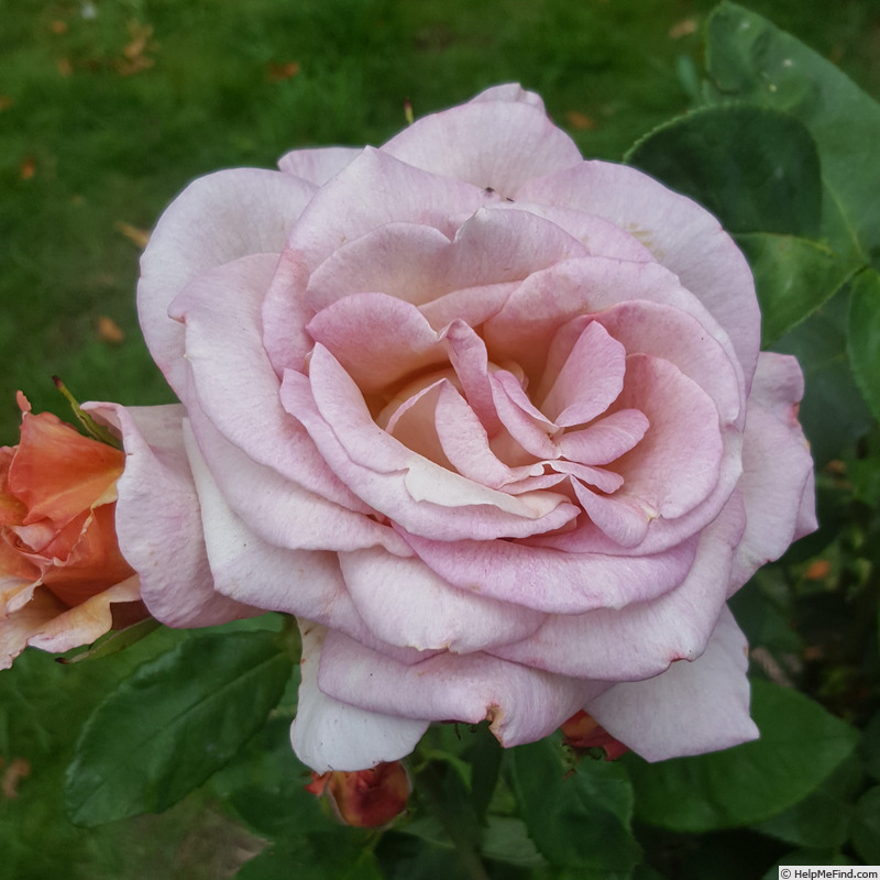 'Vidal Sassoon' rose, click to enlarge 'Vidal Sassoon' rose photo