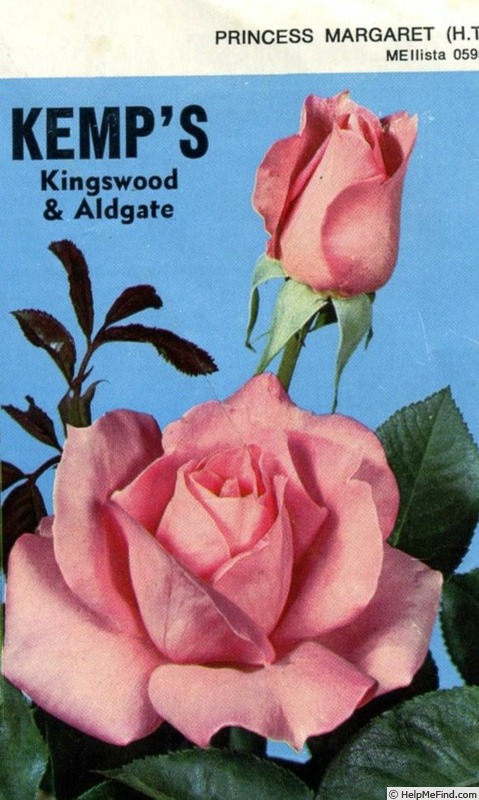 'Princess Margaret (hybrid tea, Meilland, 1968)' rose photo