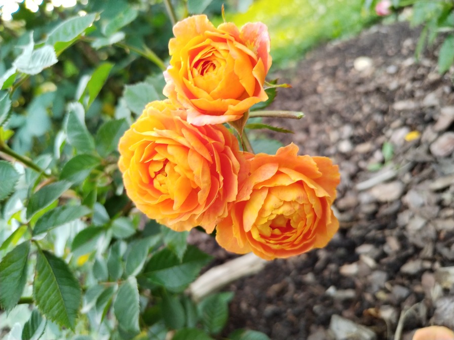 'Don Pacello ®' rose photo