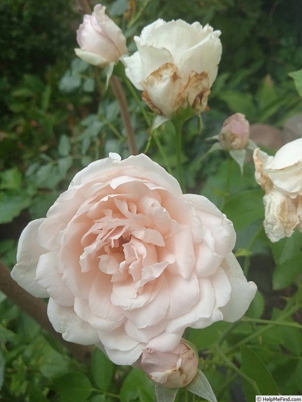 'Irena Sendlerowa' rose photo