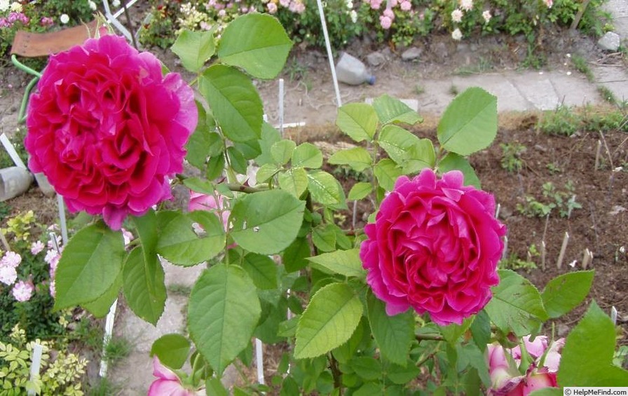 'Comtesse Maria Henrietta' rose photo