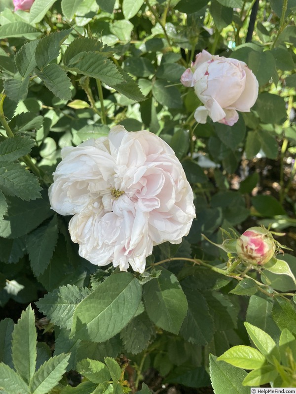 'Juno (hybrid china, Laffay, 1847)' rose photo