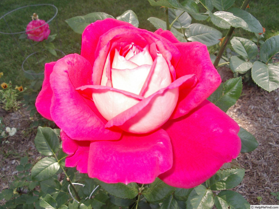 'Typhoo Tea' rose photo