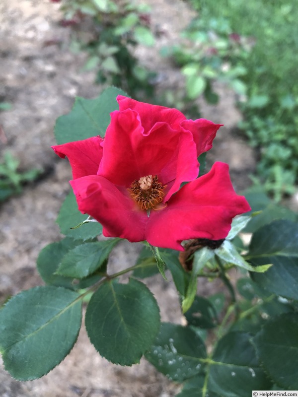 'SENPRMOP01' rose photo