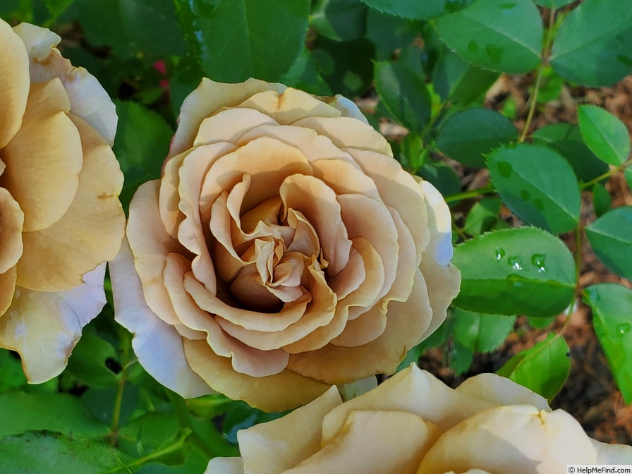 'Honey Dijon ™ (hybrid tea, Sproul 2003)' rose, click to enlarge 'Honey Dijon ™ (hybrid tea, Sproul 2003)' rose photo
