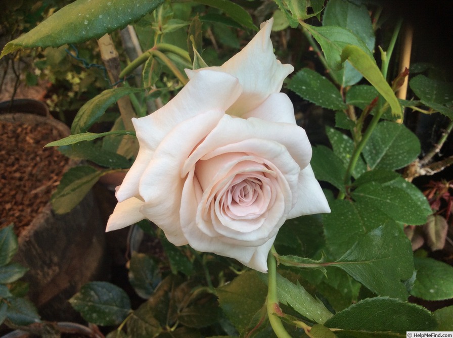 'Crème Caramel (hybrid tea, Fryer 2008)' rose photo