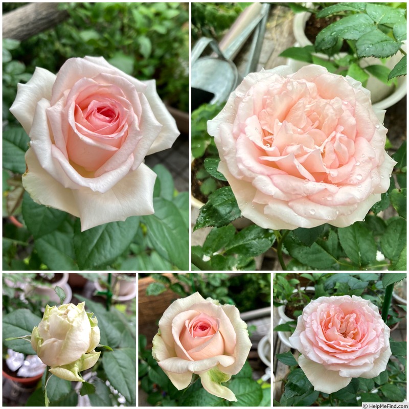 'Macaron Pink' rose photo