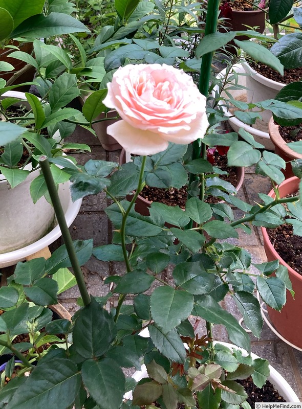 'Macaron Pink' rose photo