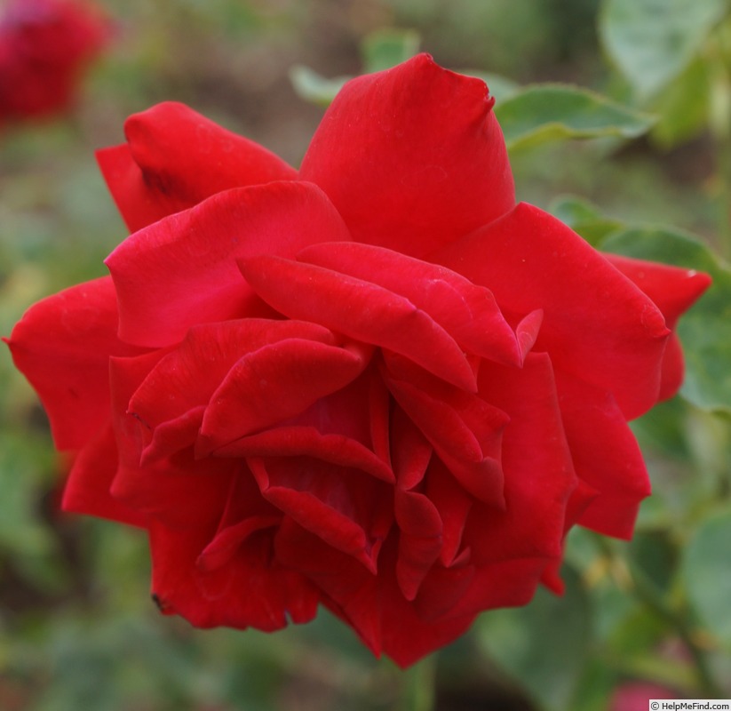 'Nachtfalter' rose photo