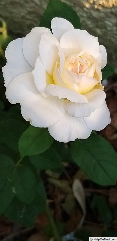 'The Lady Gardener' rose photo