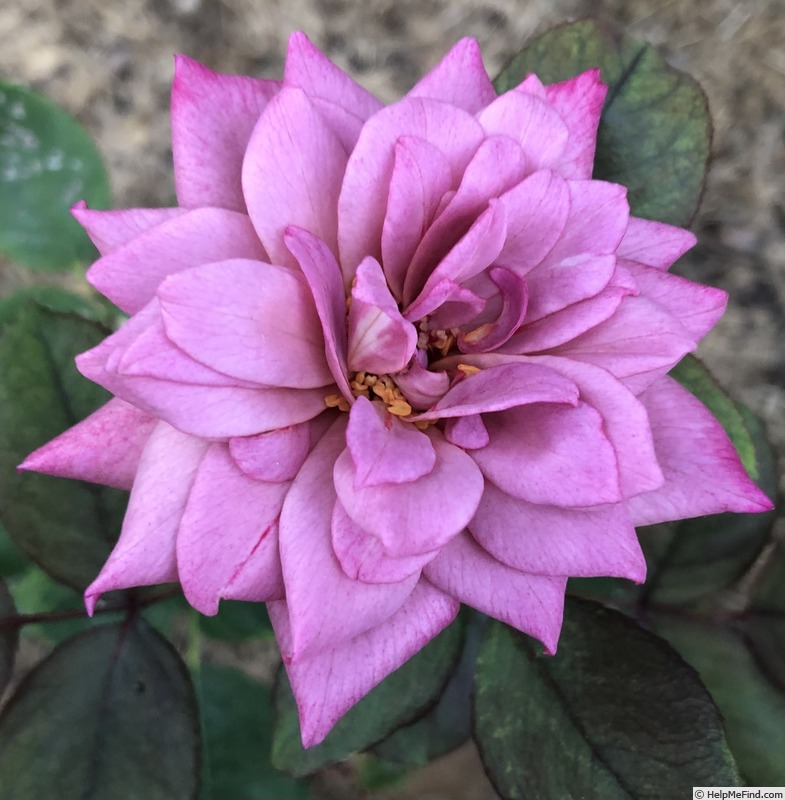 'Orchid Masterpiece, Cl.' rose photo
