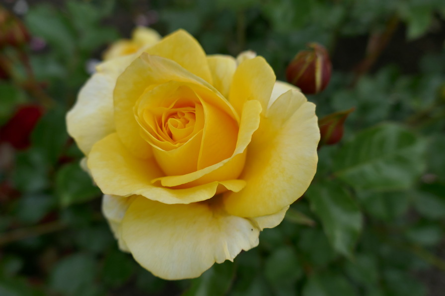 'Sunmaid ® (floribunda, Kordes, 2008/17)' rose photo