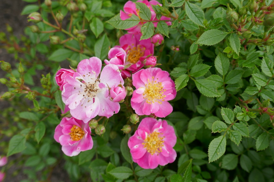 'Lady Pinky' rose photo