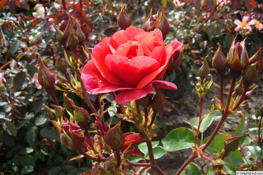 'Folle Framboise ®' rose photo