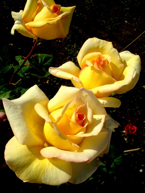 'Nicolas Hulot ®' rose photo