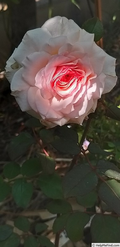 'James Galway' rose photo