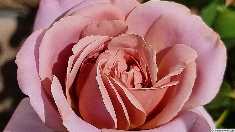 'Simply Gorgeous' rose photo