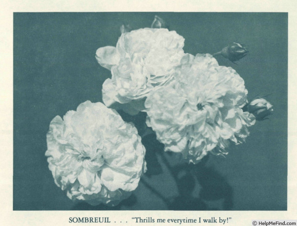 'Sombreuil (LCl, Unknown circa 1940)' rose photo