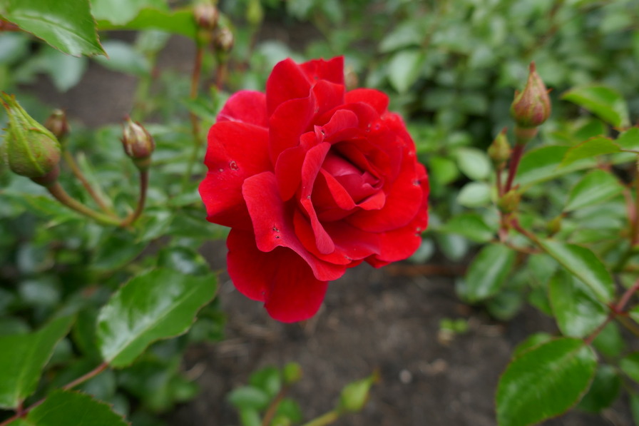 'Salsa ® (shrub, Evers 2012)' rose photo
