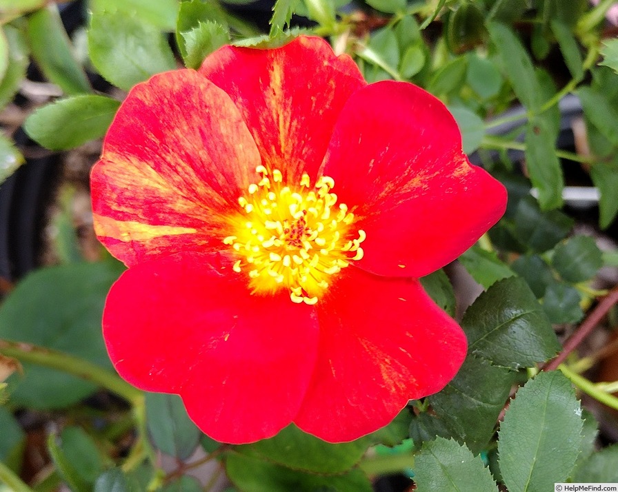 'Austrian Copper' rose photo