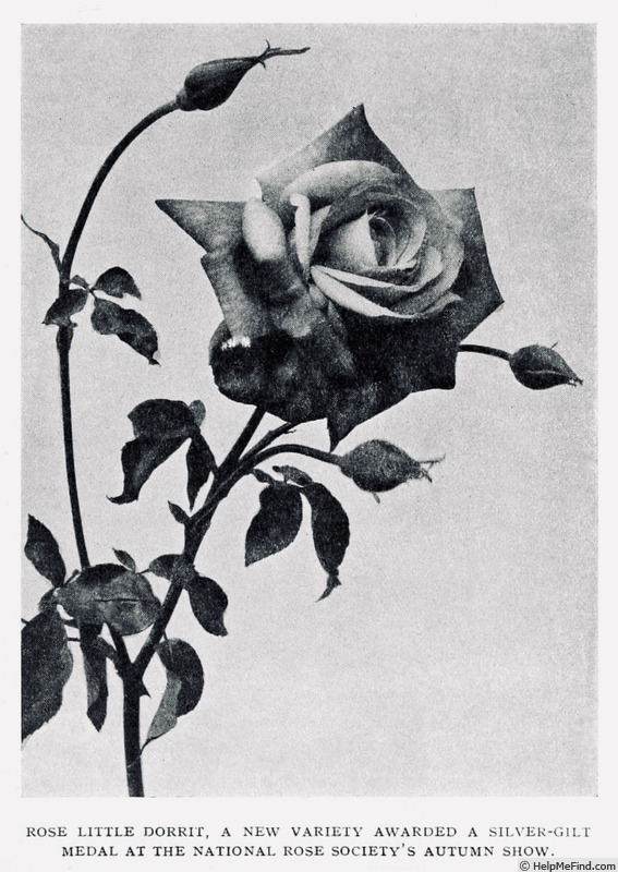 'Little Dorrit (hybrid tea, Paul, by 1912)' rose photo
