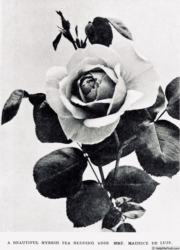 'Madame Maurice de Luze' rose photo