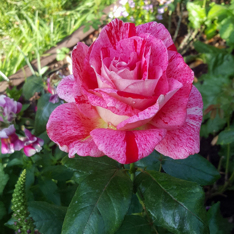 'Rachel Louise Moran' rose photo
