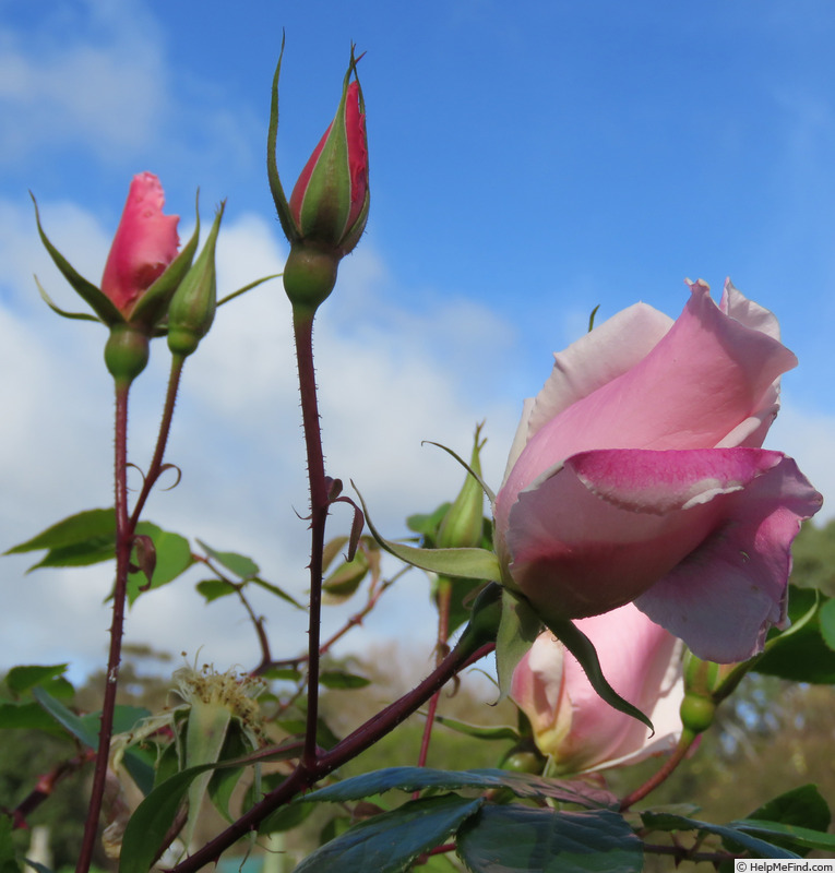 'Belle Portugaise (hybrid gigantea, Cayeux, 1903)' rose photo
