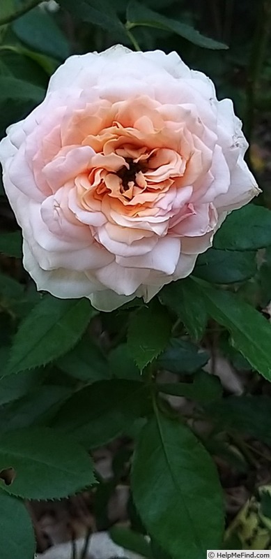 'Cremosa ®' rose photo