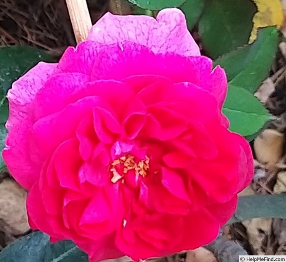 'Darcey Bussell' rose photo