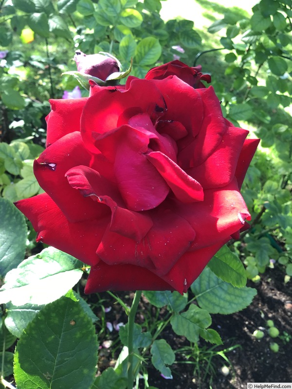 'Erika Pluhar' rose photo