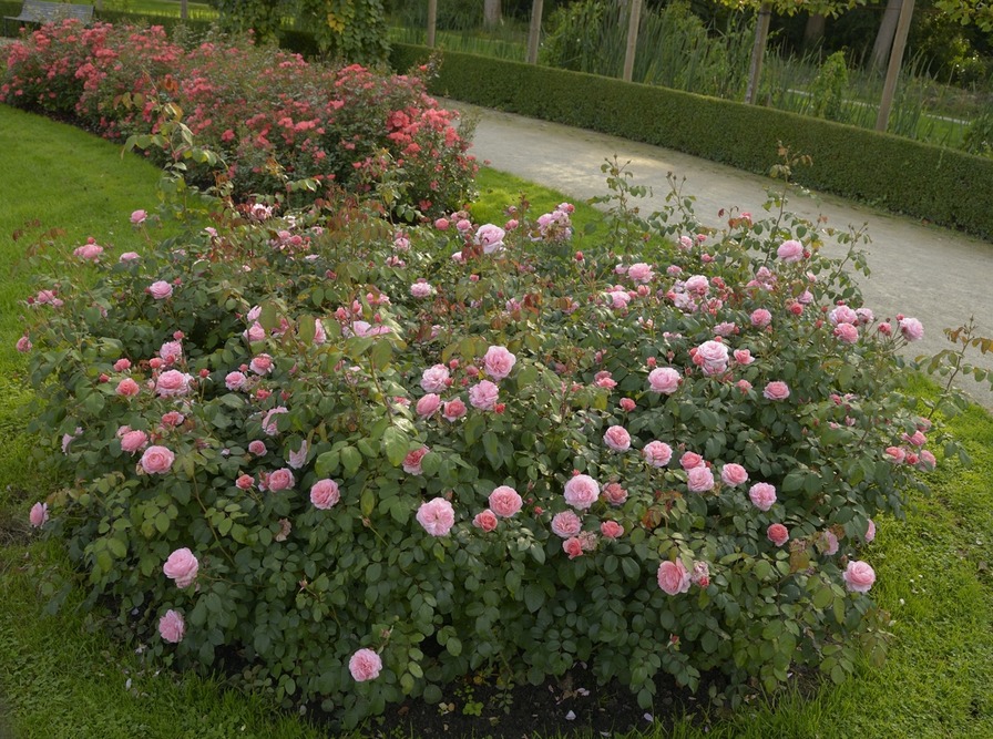'Eeuwige Passie' rose photo
