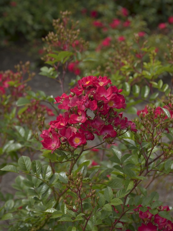 'Myka' rose photo