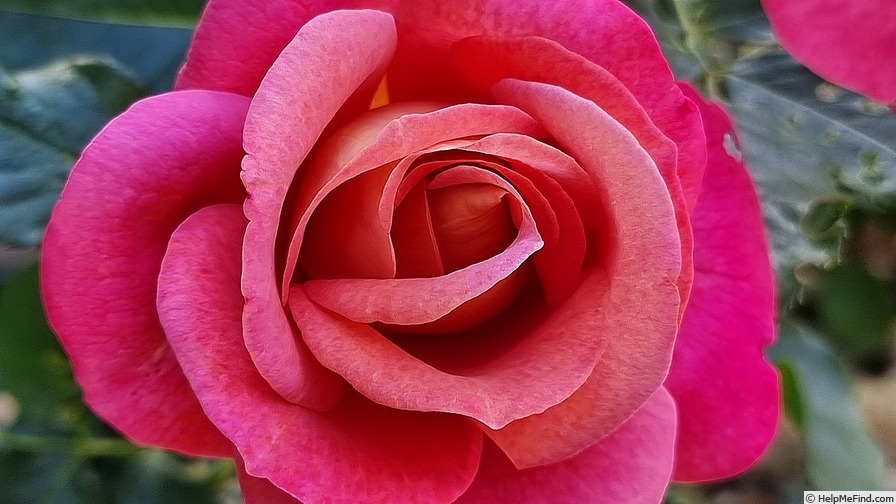 'Belle Epoque Sunflor ® (floribunda, Christensen, 2011)' rose photo