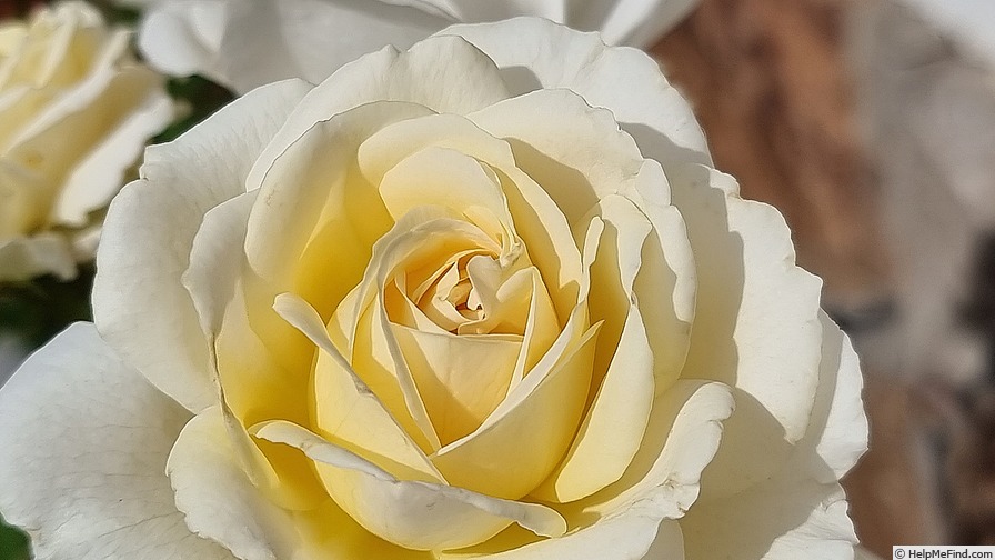 'Elvis ® (hybrid tea, Adam, 2004)' rose photo