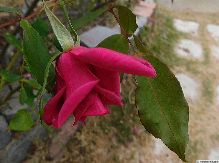 'Lady Ann Kidwell (Polyantha, Krebs, 1948)' rose photo