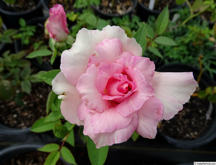 'Catherine Graham' rose photo