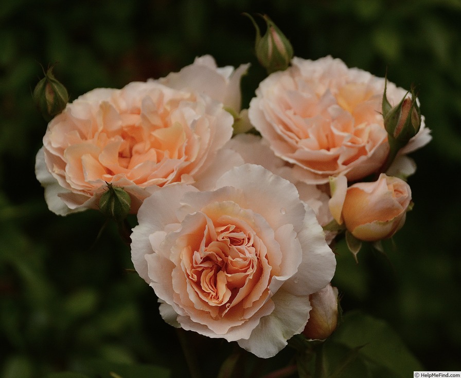 'Versigny ®' rose photo