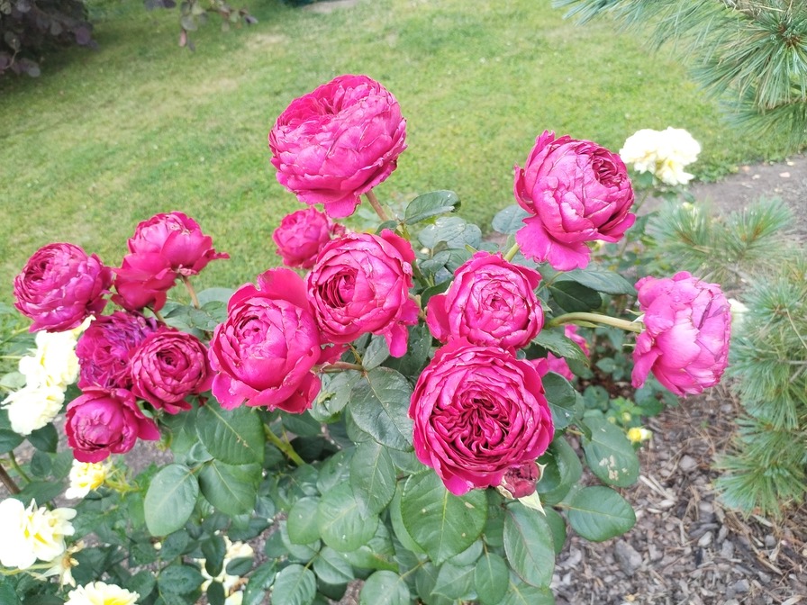 'Rose des 4 vents ®' rose photo