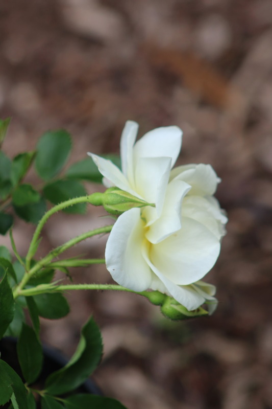'Scarman's Golden Rambler' rose photo