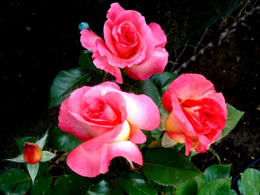 'Michel Desjoyeaux ®' rose photo
