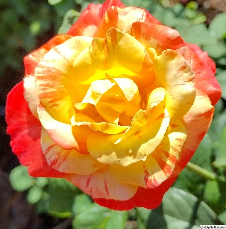 'Chihuly ®' rose photo