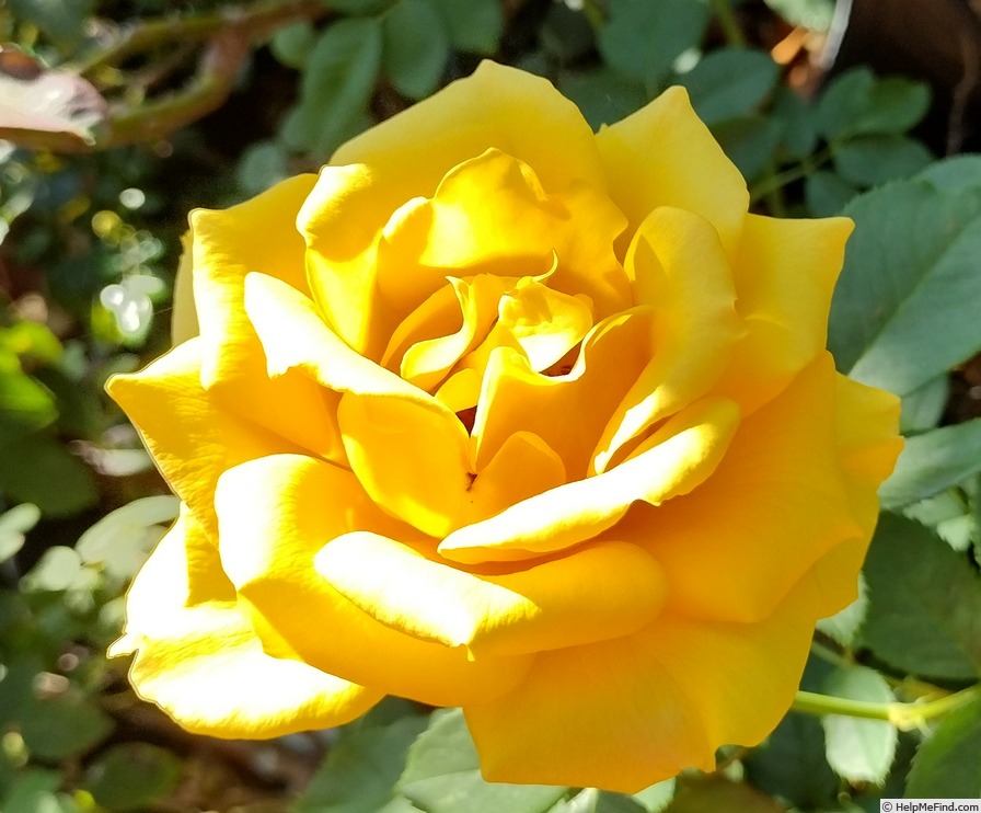 'Alex's Lemonade Stand' rose photo