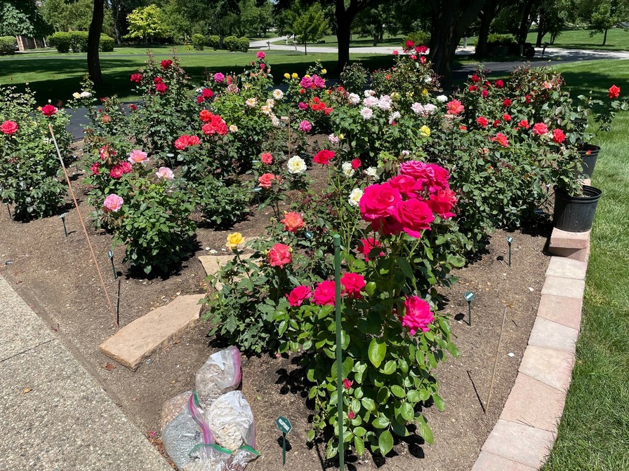 'Mark's Rose Garden - Front of House with Eastern Exposure'  photo