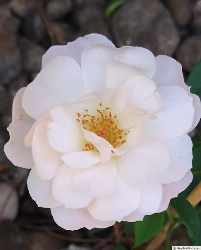 'Desdemona ® (Shrub, Austin 2015)' rose photo