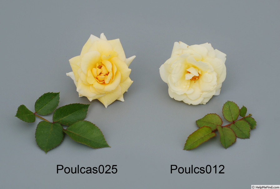 'Poulcs012' rose photo
